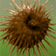 Bur #318